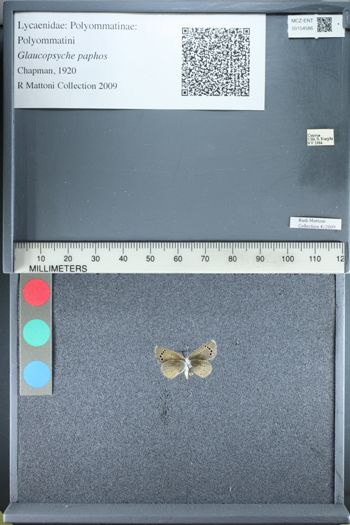 Media type: image;   Entomology 154586